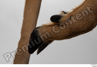 Deer Doe 2 hoof leg 0011.jpg